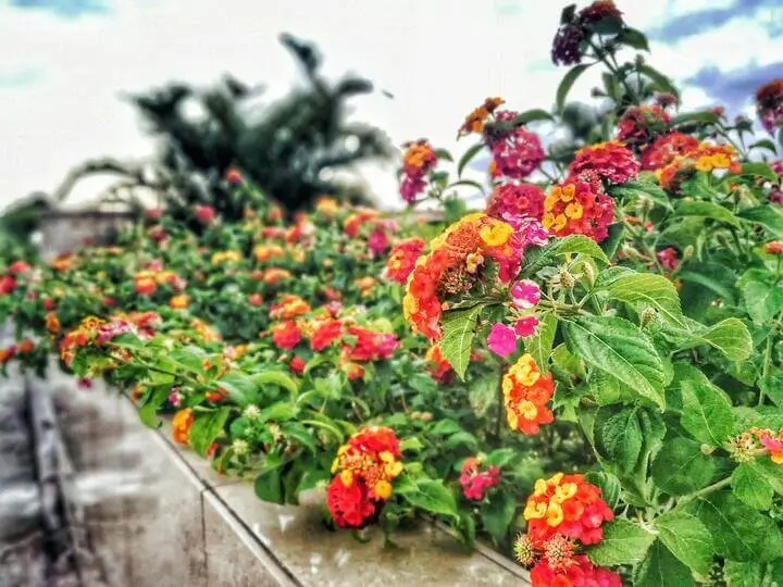 Lantana