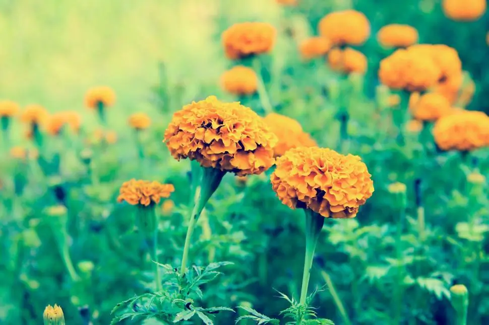 Marigold