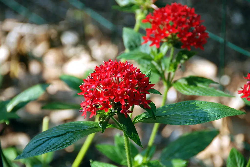 Pentas
