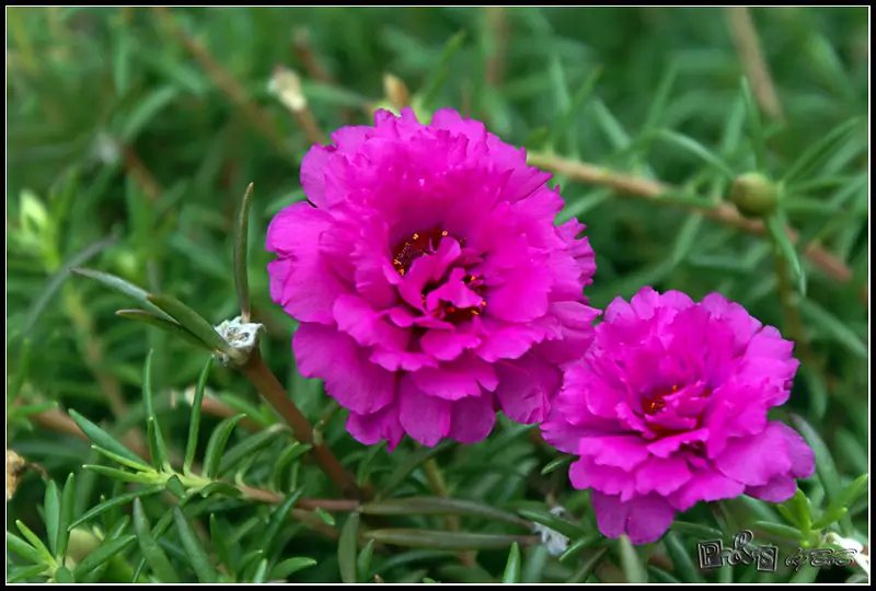 Portulaca
