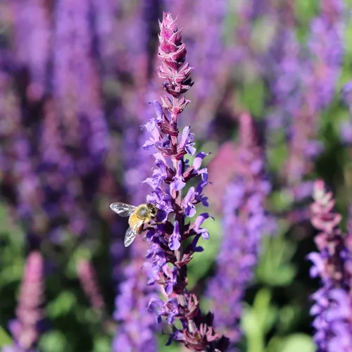 Salvia